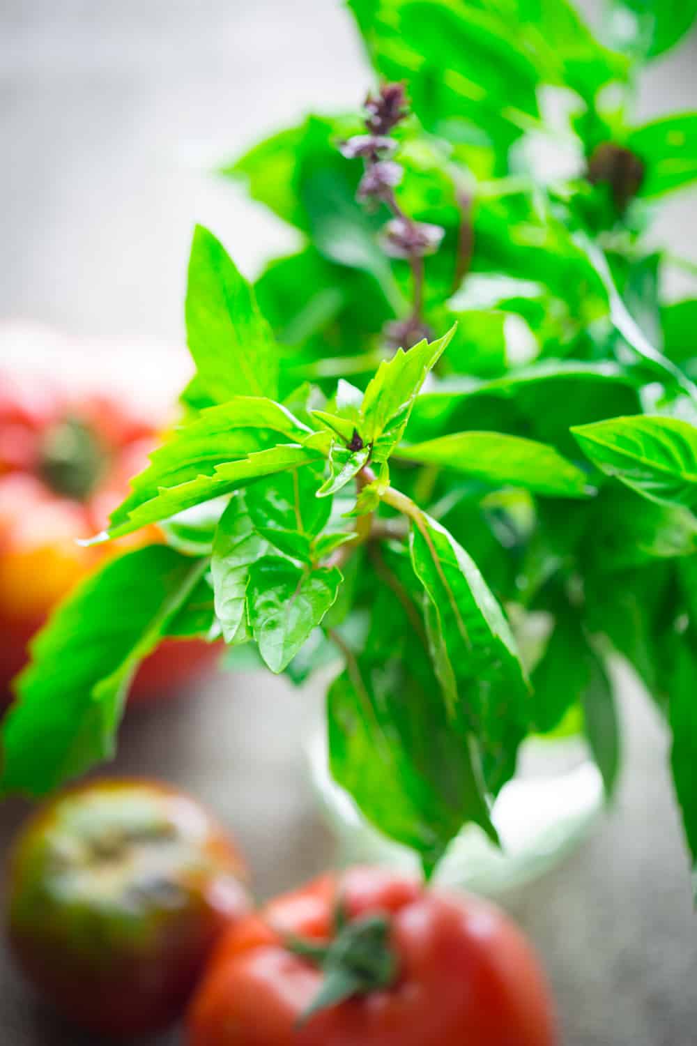 tomatoes growing on a vine