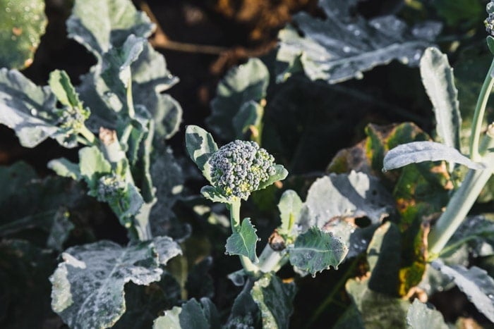 sprouting broccoli growing in the field