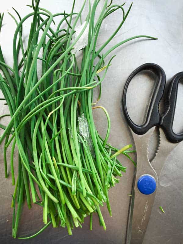 freshly cut chives with snow from my spring garden for chive oil salad dressing
