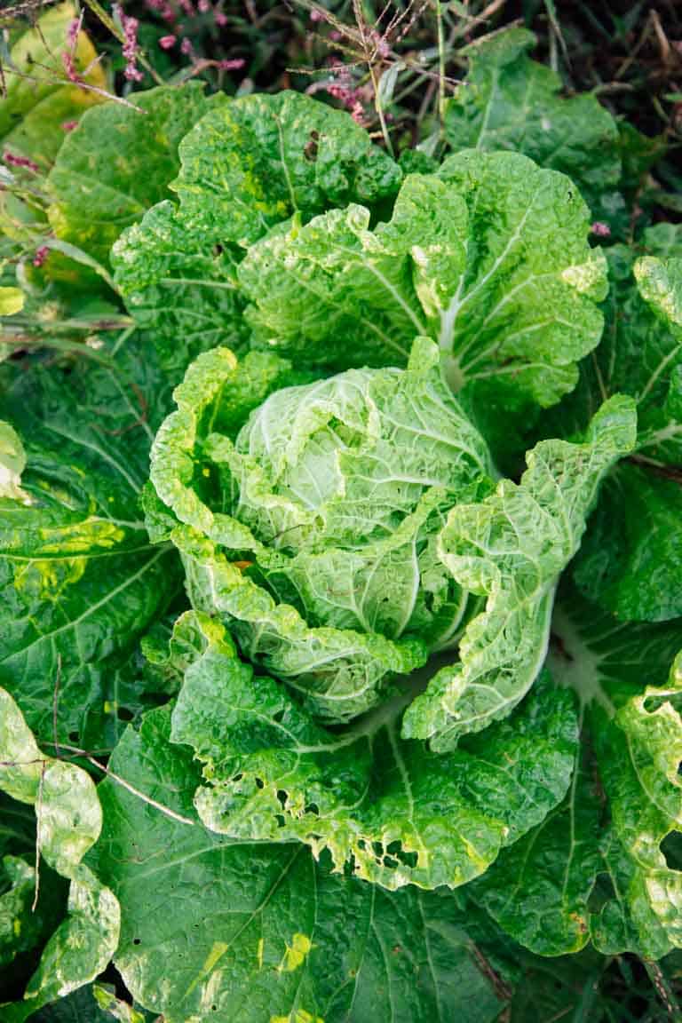 the Ultimate Guide to Cabbage on Healthy Seasonal Recipes by Katie Webster