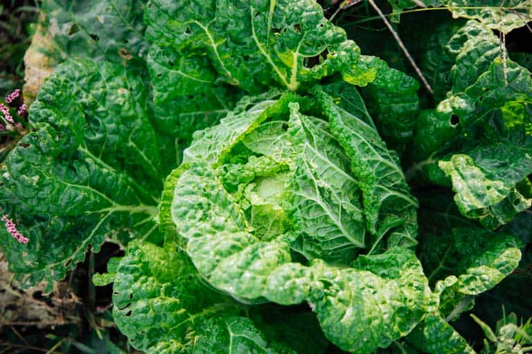 the Ultimate Guide to Cabbage on Healthy Seasonal Recipes by Katie Webster