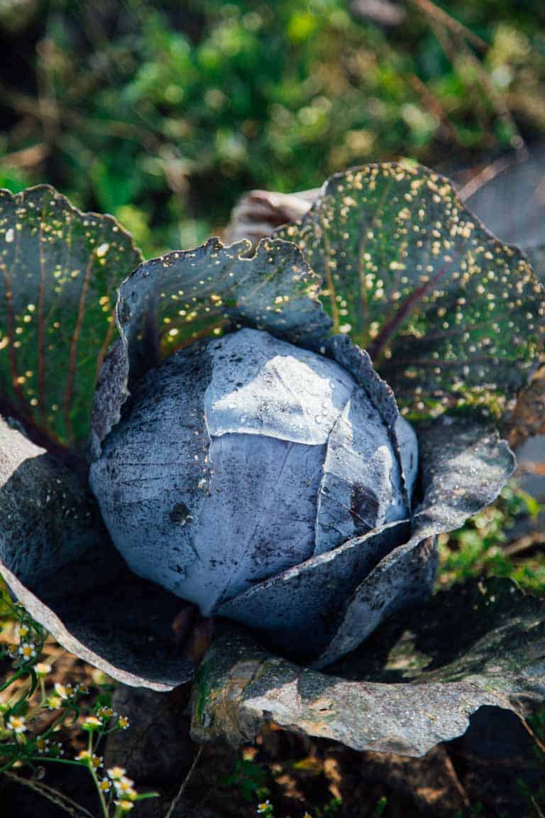 the Ultimate Guide to Cabbage on Healthy Seasonal Recipes by Katie Webster