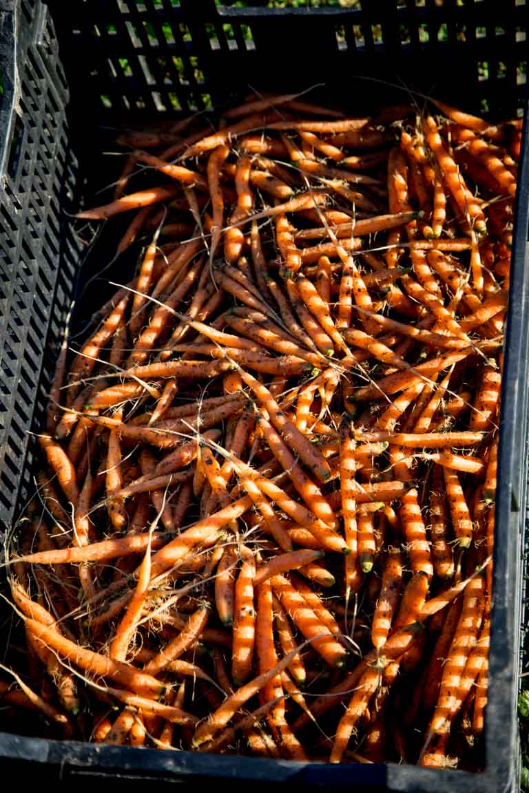 Carrots in a big crate