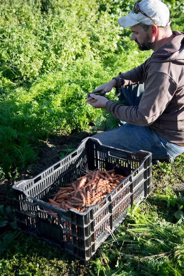 Farm field with carrots growing, Half Pint Farm, Burlington VT on HealthySeasonalRecipes by Katie Webster