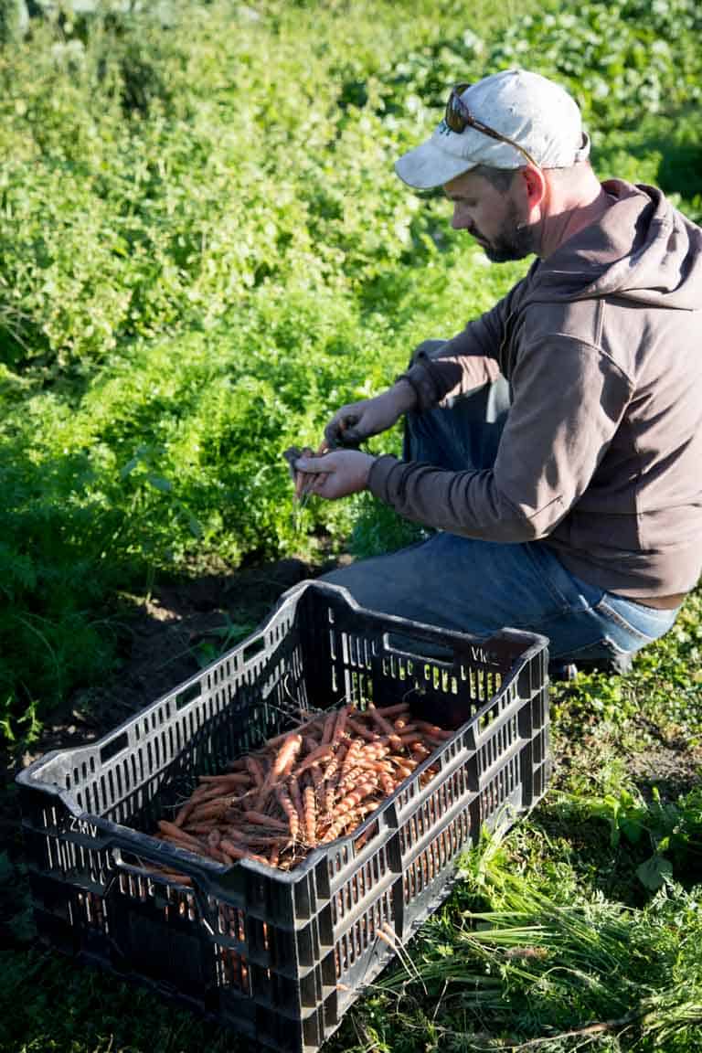 a farmer in the field harvesting baby carrots