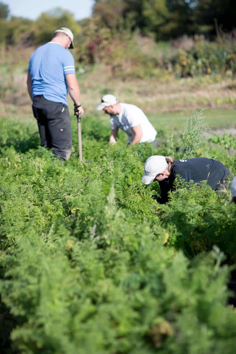 Farm field with carrots growing, Half Pint Farm, Burlington VT on HealthySeasonalRecipes by Katie Webster