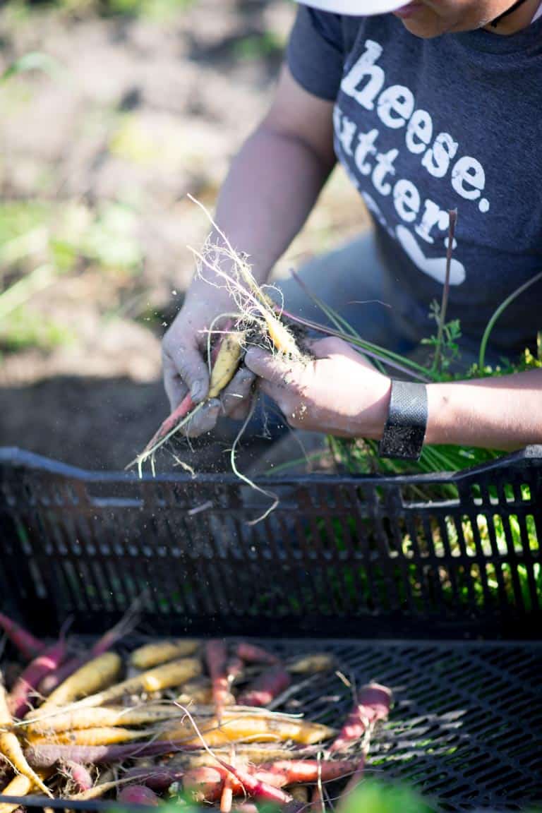 Farm field with carrots growing, Half Pint Farm, Burlington VT on HealthySeasonalRecipes by Katie Webster