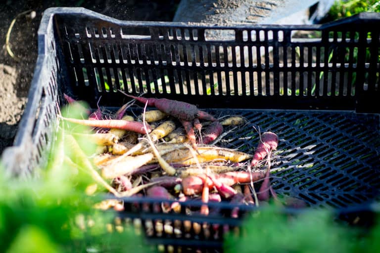 Farm field with carrots growing, Half Pint Farm, Burlington VT on HealthySeasonalRecipes by Katie Webster