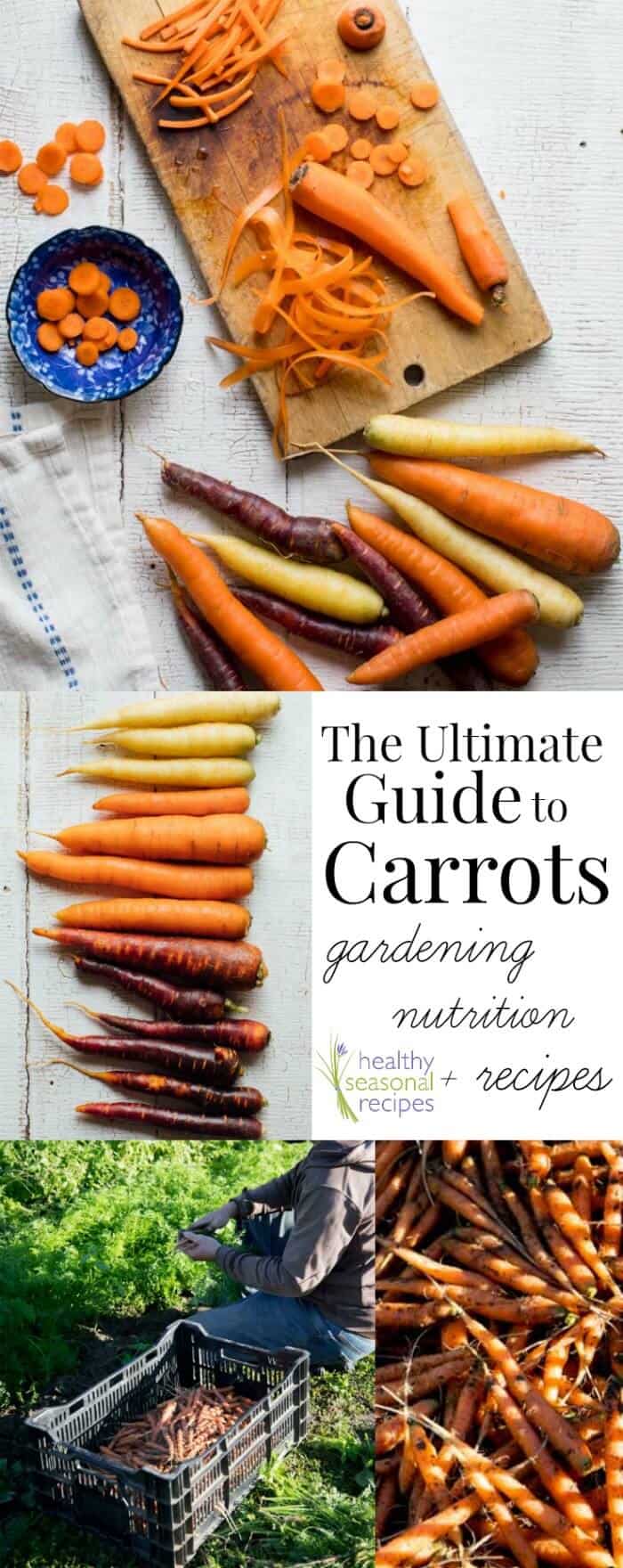 A bunch of carrots