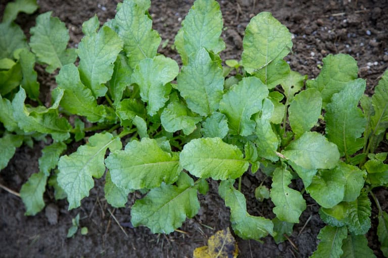 Turnip greens