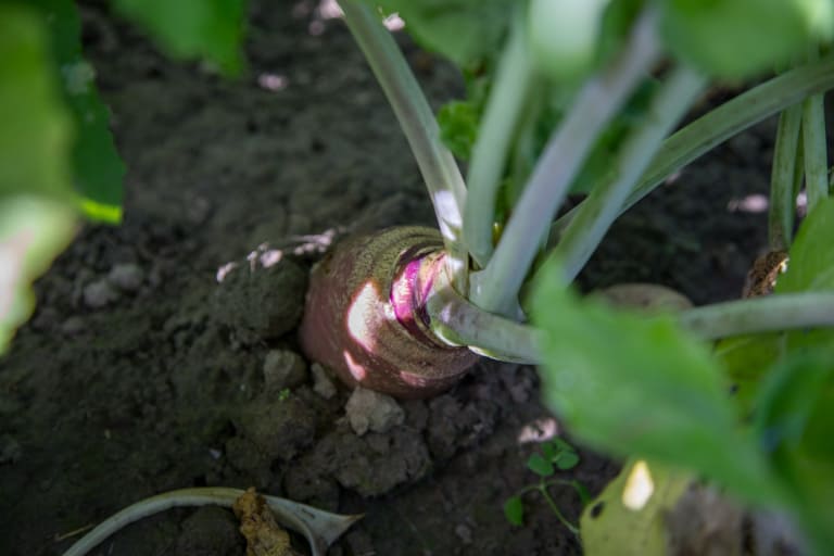 A turnip growing in the soil at Half Pint Farm in Burlington Vermont