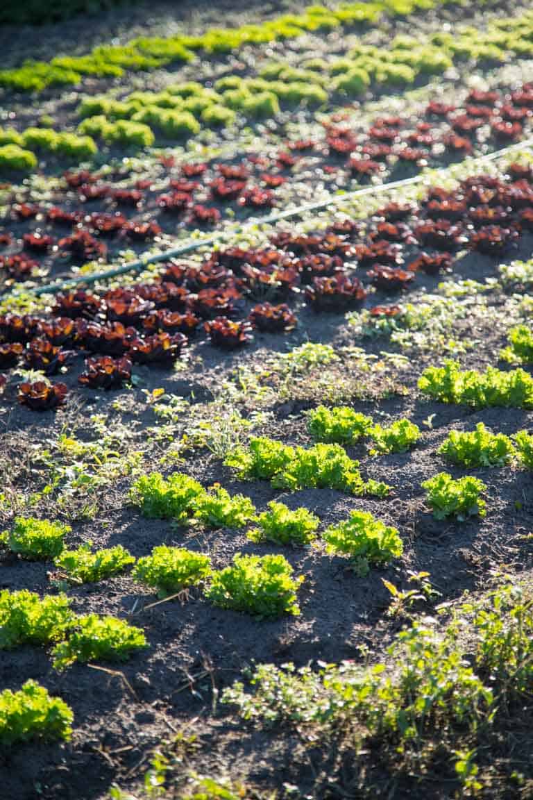 Different kinds of lettuce growing in a field