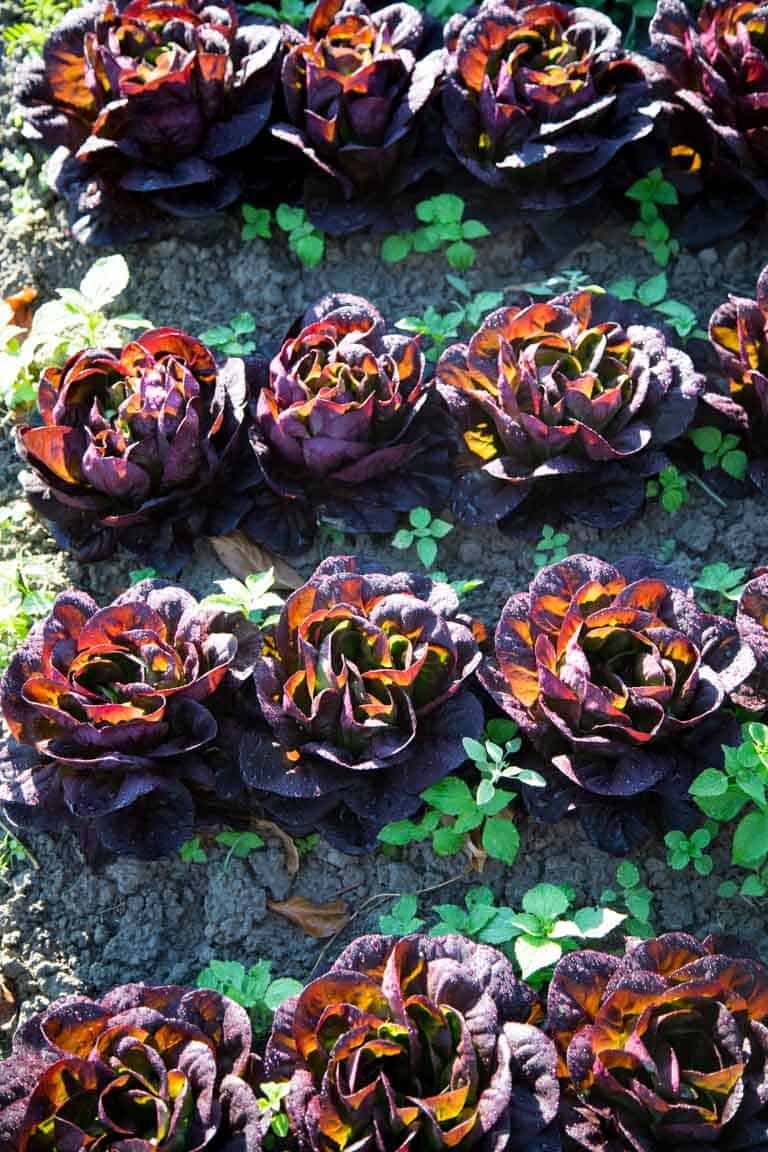 Lettuce growing in a garden