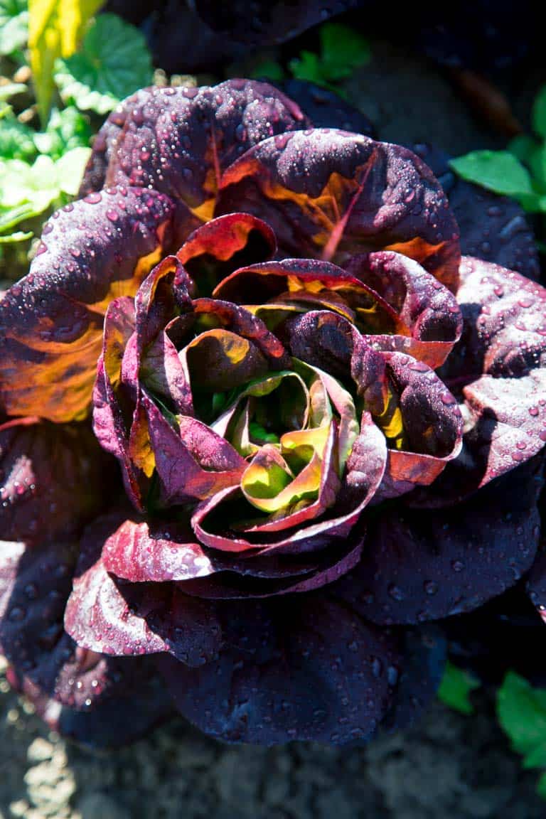 Produce Spotlight on Healthy Seasonal Recipes: The Ultimate Guide to Lettuce. Tips for home gardeners on how to grow, harvest and wash lettuce. How to cut lettuce. What are the different kinds of lettuce. And nutrtion tips. #lettuce #lowcarb #keto #lowcalorie #healthy