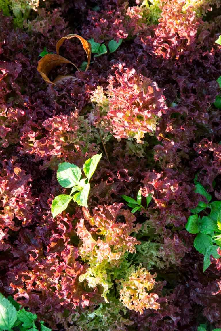 A close of up fresh lettuce