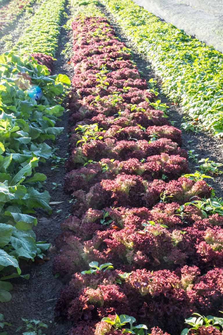 Lettuce growing in a field
