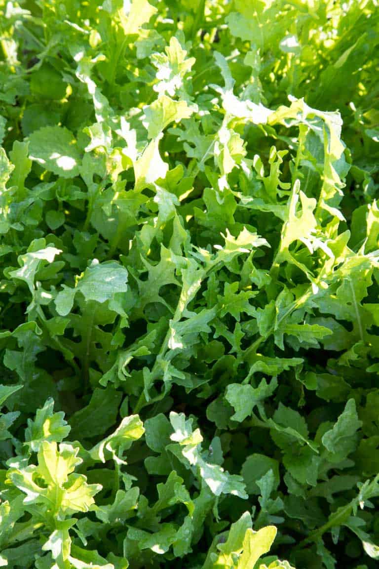 Arugula in the Field on Healthy Seasonal Recipes