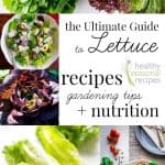 A close up of many different lettuce recipes