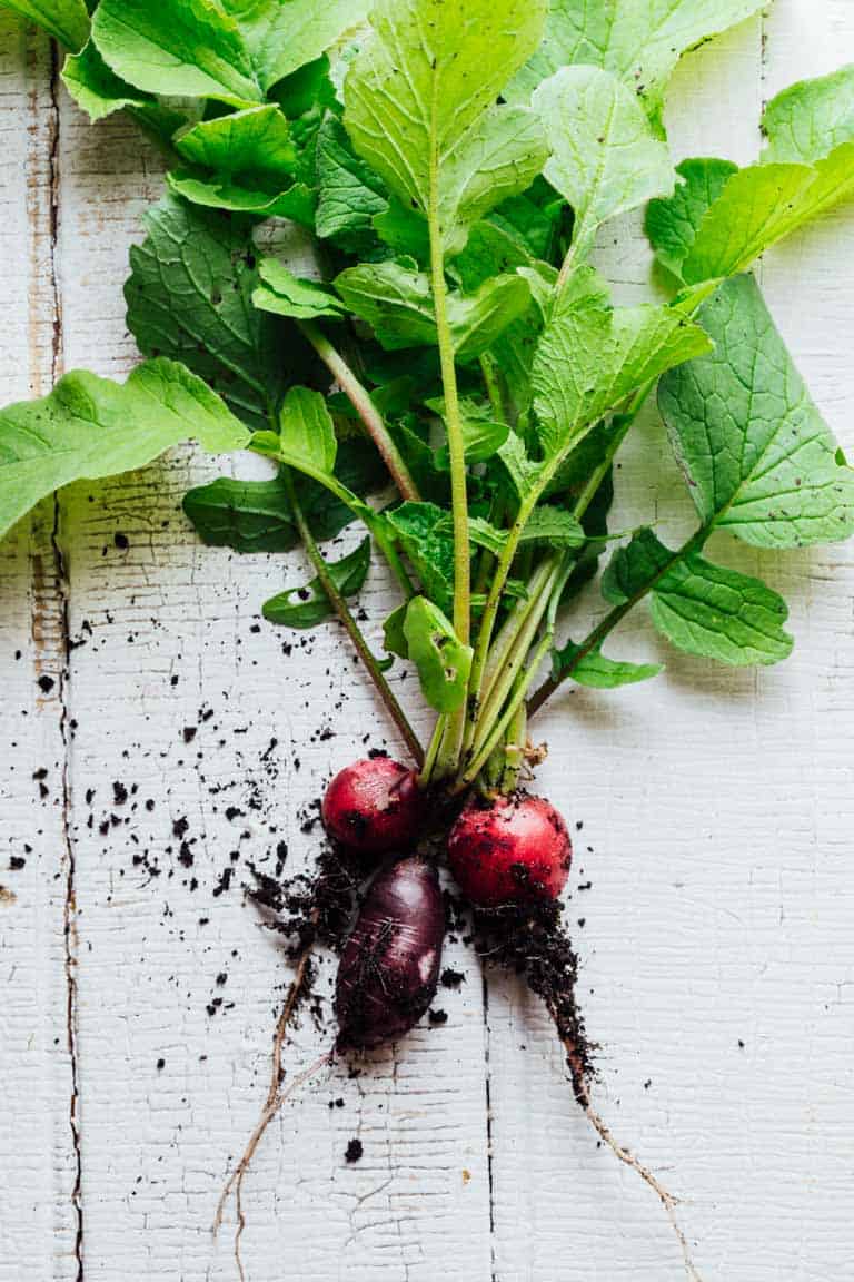The Ultimate Guide to Radishes, part of my Produce Spotlight Series on Healthy Seasonal Recipes. Your questions about if it okay to eat radishes on the keto diet. Can I cook radishes and can you eat radish greens. By Katie Webster. #radishes