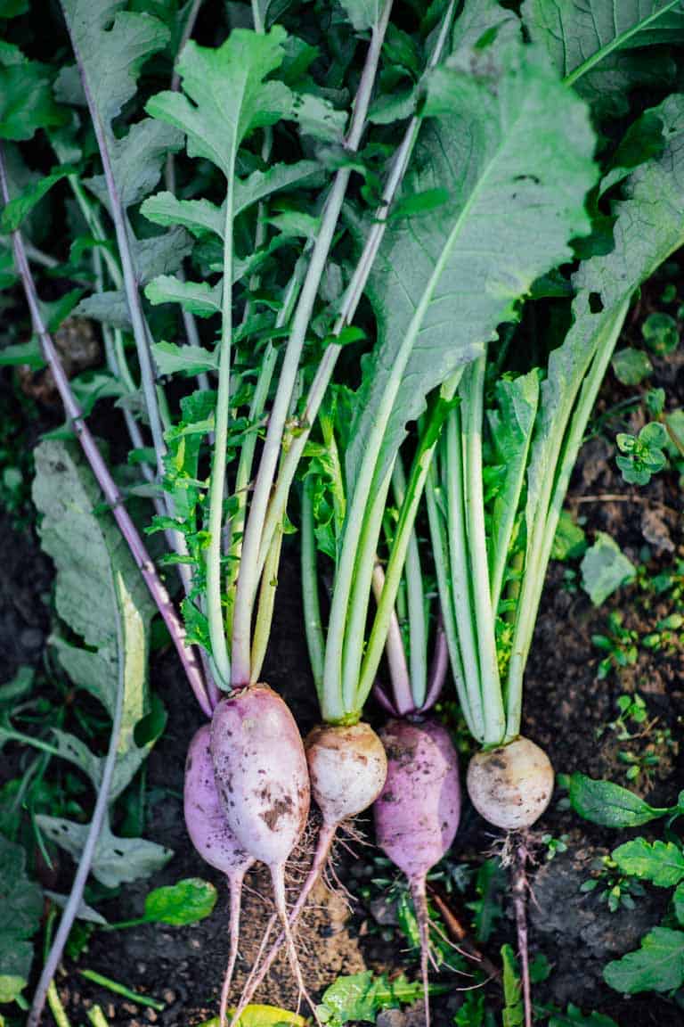 The Ultimate Guide to Radishes, part of my Produce Spotlight Series on Healthy Seasonal Recipes. Your questions about if it okay to eat radishes on the keto diet. Can I cook radishes and can you eat radish greens. By Katie Webster. #radishes
