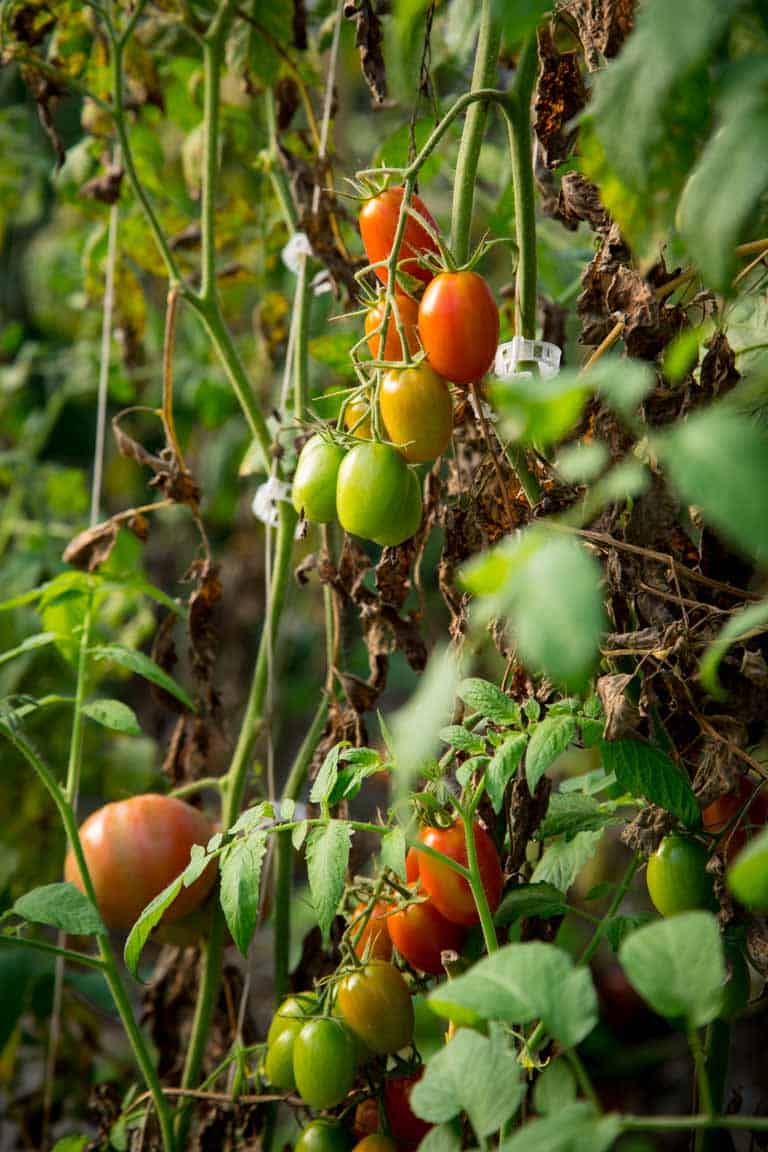 Tomatoes growing in the garden