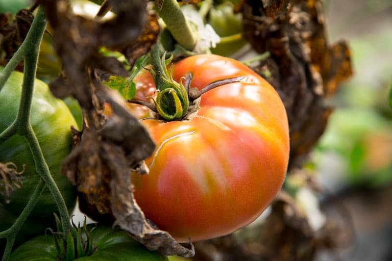 A large tomatoes growing in the garden