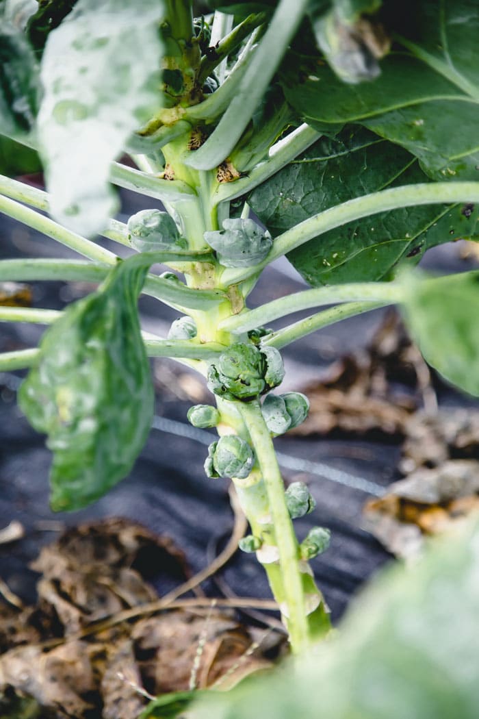 a stalk of brussels sprouts growing in the field in late summer