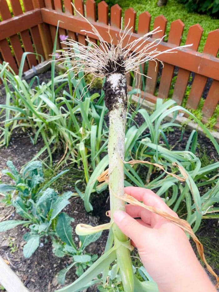 freshly picked leek in vegetable garden