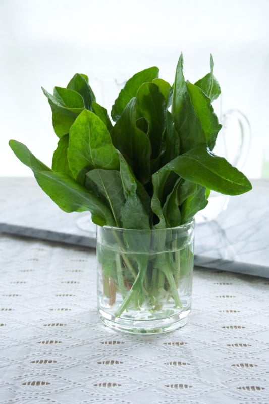 Sorrel in a jar of water